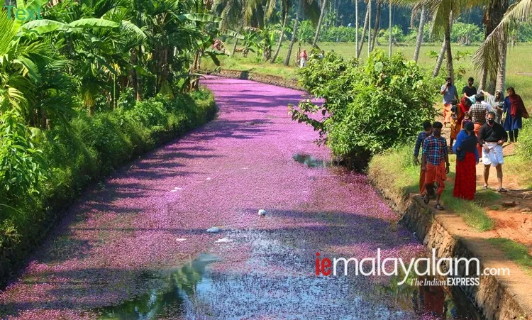 pink bloom, പിങ്ക് വസന്തം, avala village, ആവള ഗ്രാമം, Forked Fanwort, mullan payal, മുള്ളന്‍പായല്‍, camomba furcata, കബോംബ ഫര്‍ക്കേറ്റ, cabomba caroliniana, കബോംബ കരോളിനിയാന, മുള്ളന്‍പായല്‍, Forked Fanwort photos, മുള്ളന്‍പായല്‍ ചിത്രങ്ങൾ, Forked Fanwort photos avala, mullan payal photos avala, മുള്ളന്‍പായല്‍ ചിത്രങ്ങൾ ആവള, Forked Fanwort photos perambra, mullan payal photos perambra, മുള്ളന്‍പായല്‍ ചിത്രങ്ങൾ പേരാമ്പ്ര, Forked Fanwort photos kozhikode, mullan payal photos kozhikode, മുള്ളന്‍പായല്‍ ചിത്രങ്ങൾ കോഴിക്കോട്, Forked Fanwort photos kerala, mullan payal photos kerala,  മുള്ളന്‍പായല്‍ ചിത്രങ്ങൾ കേരള, avala pandi, ആവളപ്പാണ്ടി, indian express malayalam, ഇന്ത്യൻ എക്‌സ്‌പ്രസ് മലയാളം, ie malayalam, ഐഇ മലയാളം