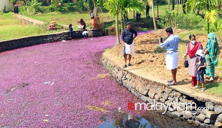 pink bloom, പിങ്ക് വസന്തം, avala village, ആവള ഗ്രാമം, Forked Fanwort, mullan payal, മുള്ളന്‍പായല്‍, camomba furcata, കബോംബ ഫര്‍ക്കേറ്റ, cabomba caroliniana, കബോംബ കരോളിനിയാന, മുള്ളന്‍പായല്‍, Forked Fanwort photos, മുള്ളന്‍പായല്‍ ചിത്രങ്ങൾ, Forked Fanwort photos avala, mullan payal photos avala, മുള്ളന്‍പായല്‍ ചിത്രങ്ങൾ ആവള, Forked Fanwort photos perambra, mullan payal photos perambra, മുള്ളന്‍പായല്‍ ചിത്രങ്ങൾ പേരാമ്പ്ര, Forked Fanwort photos kozhikode, mullan payal photos kozhikode, മുള്ളന്‍പായല്‍ ചിത്രങ്ങൾ കോഴിക്കോട്, Forked Fanwort photos kerala, mullan payal photos kerala,  മുള്ളന്‍പായല്‍ ചിത്രങ്ങൾ കേരള, avala pandi, ആവളപ്പാണ്ടി, indian express malayalam, ഇന്ത്യൻ എക്‌സ്‌പ്രസ് മലയാളം, ie malayalam, ഐഇ മലയാളം