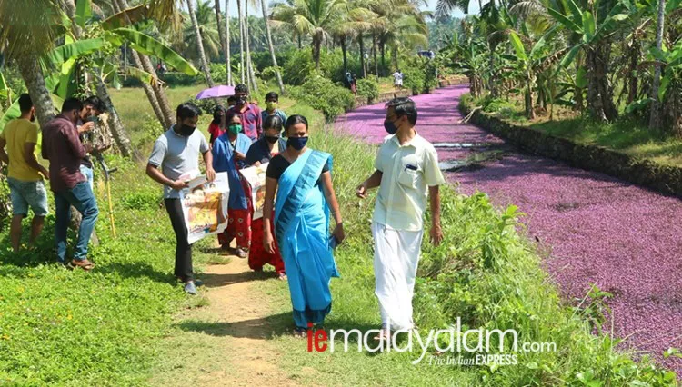 pink bloom, പിങ്ക് വസന്തം, avala village, ആവള ഗ്രാമം, Forked Fanwort, mullan payal, മുള്ളന്‍പായല്‍, camomba furcata, കബോംബ ഫര്‍ക്കേറ്റ, cabomba caroliniana, കബോംബ കരോളിനിയാന, മുള്ളന്‍പായല്‍, Forked Fanwort photos, മുള്ളന്‍പായല്‍ ചിത്രങ്ങൾ, Forked Fanwort photos avala, mullan payal photos avala, മുള്ളന്‍പായല്‍ ചിത്രങ്ങൾ ആവള, Forked Fanwort photos perambra, mullan payal photos perambra, മുള്ളന്‍പായല്‍ ചിത്രങ്ങൾ പേരാമ്പ്ര, Forked Fanwort photos kozhikode, mullan payal photos kozhikode, മുള്ളന്‍പായല്‍ ചിത്രങ്ങൾ കോഴിക്കോട്, Forked Fanwort photos kerala, mullan payal photos kerala,  മുള്ളന്‍പായല്‍ ചിത്രങ്ങൾ കേരള, avala pandi, ആവളപ്പാണ്ടി, indian express malayalam, ഇന്ത്യൻ എക്‌സ്‌പ്രസ് മലയാളം, ie malayalam, ഐഇ മലയാളം