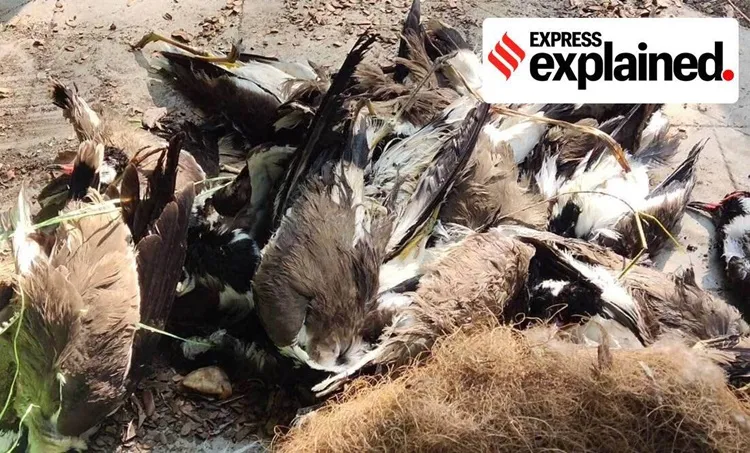 bird flu, പക്ഷിപ്പനി, bird flu in kerala, പക്ഷിപ്പനി കേരളത്തിൽ, bird flu symptoms, പക്ഷിപ്പനി ലക്ഷണങ്ങൾ, what is bird flu, എന്താണ് പക്ഷിപ്പനി? bird flu treatment, പക്ഷിപ്പനി ചികിത്സ, bird flu virus, പക്ഷിപ്പനി പരത്തുന വൈറസ്‌, H5N1, birds flu chicken, കേരളത്തിൽ പക്ഷിപ്പനി ജാഗ്രത,  പക്ഷിപ്പനി കോഴിക്കോട്, bird flu news, പക്ഷിപ്പനി വാർത്തകൾ, malayalam news, news malayalam, malayalam news, malayalam varthakal, മലയാളം വാര്‍ത്തകള്‍, today malayalam news, today news malayalam, todays malayalam news, malayalam today's news, ഇന്നത്തെ മലയാളം വാര്‍ത്തകള്‍, news in malayalam, വാര്‍ത്തകള്‍ മലയാളത്തില്‍, kerala news headlines, കേരള വാര്‍ത്തകള്‍, latest news, പുതിയ വാര്‍ത്തകള്‍, katest malayalam news, പുതിയ മലയാളം വാര്‍ത്തകള്‍, indian express malayalam, ഇന്ത്യന്‍ എക്സ്പ്രസ് മലയാളം, ie malayalam, ഐഇ മലയാളം