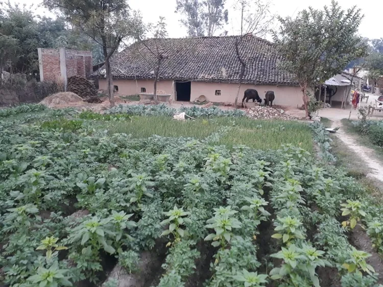 farmers protest, കർഷക പ്രക്ഷോഭം, farm laws, കാർഷിക നിയമങ്ങൾ, farmers protest against new farm laws, പുതിയ കാർഷിക നിയമങ്ങൾക്കെതിരായ കർഷക പ്രക്ഷോഭം, minimum support price, msp, മിനിമം താങ്ങുവില, mandi, മണ്ഡി, mandi agent, മണ്ഡി ഏജന്റ്, tractor rally, ട്രാക്റ്റർ റാലി,  tractor rally delhi, ട്രാക്റ്റർ റാലി ഡൽഹി, korav village, കൊരാവ് ഗ്രാമം, korav village allahabad, കൊരാവ് ഗ്രാമം അലഹബാദ്, korav village up, കൊരാവ് ഗ്രാമം യുപി, mumbai farmers march, മുംബൈ കർഷക മാർച്ച്, indian express malayalam, ഇന്ത്യൻ എക്‌സ്പ്രസ് മലയാളം, ie malayalam, ഐഇ മലയാളം, 