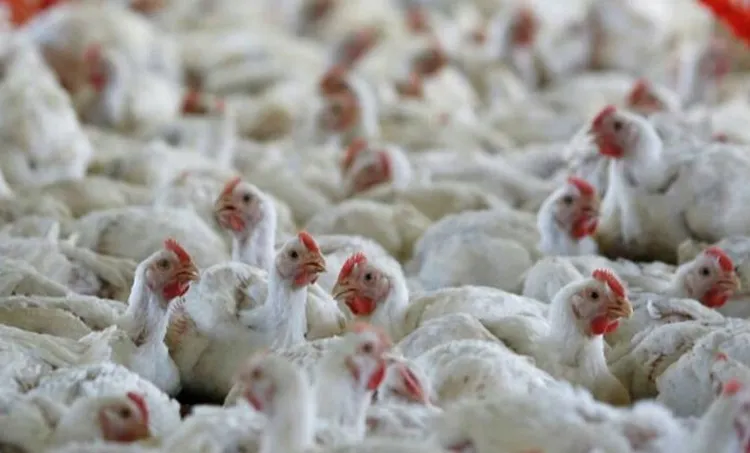 bird flu, പക്ഷിപ്പനി, bird flu in kerala, പക്ഷിപ്പനി കേരളത്തിൽ, bird flu symptoms, പക്ഷിപ്പനി ലക്ഷണങ്ങൾ, what is bird flu, എന്താണ് പക്ഷിപ്പനി? bird flu treatment, പക്ഷിപ്പനി ചികിത്സ, bird flu virus, പക്ഷിപ്പനി പരത്തുന വൈറസ്‌, H5N1, birds flu chicken, കേരളത്തിൽ പക്ഷിപ്പനി ജാഗ്രത,  പക്ഷിപ്പനി കോഴിക്കോട്, bird flu news, പക്ഷിപ്പനി വാർത്തകൾ, malayalam news, news malayalam, malayalam news, malayalam varthakal, മലയാളം വാര്‍ത്തകള്‍, today malayalam news, today news malayalam, todays malayalam news, malayalam today's news, ഇന്നത്തെ മലയാളം വാര്‍ത്തകള്‍, news in malayalam, വാര്‍ത്തകള്‍ മലയാളത്തില്‍, kerala news headlines, കേരള വാര്‍ത്തകള്‍, latest news, പുതിയ വാര്‍ത്തകള്‍, katest malayalam news, പുതിയ മലയാളം വാര്‍ത്തകള്‍, indian express malayalam, ഇന്ത്യന്‍ എക്സ്പ്രസ് മലയാളം, ie malayalam, ഐഇ മലയാളം