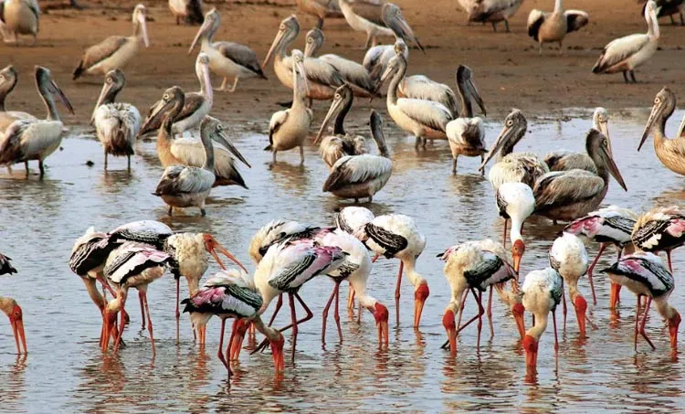 venu , travelogue ,iemalayalam