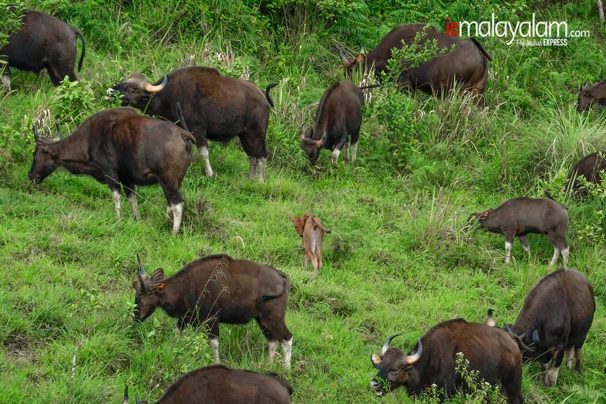 world photography day, wildlife photography, nature photography, kerala wildlife photographs, rare wildlife photographs, rare wildlife photographs kerala, kerala forest photos, kerala nature photos, maheen hassan wildlife photos, indian express malayalam, ie malyalam