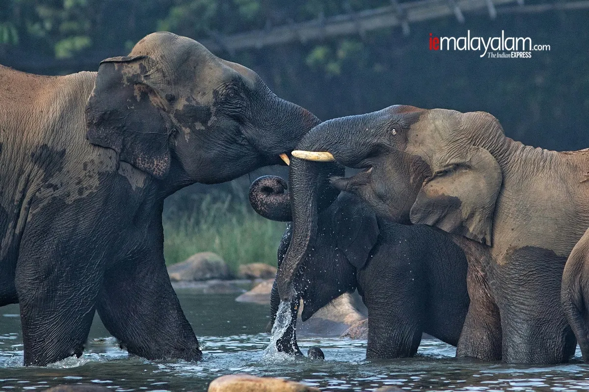 world photography day, wildlife photography, nature photography, kerala wildlife photographs, rare wildlife photographs, rare wildlife photographs kerala, kerala forest photos, kerala nature photos, maheen hassan wildlife photos, indian express malayalam, ie malyalam