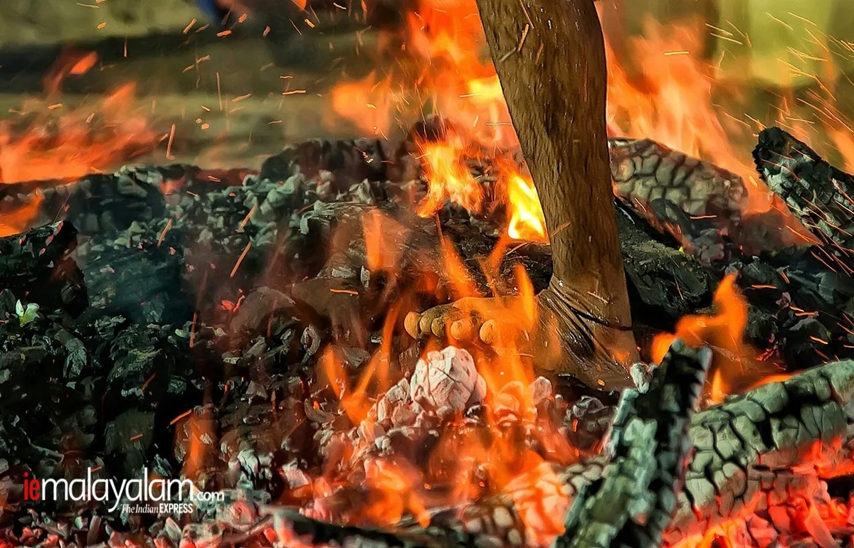 world photography day, wildlife photography, nature photography, kerala wildlife photographs, rare wildlife photographs, rare wildlife photographs kerala, kerala forest photos, kerala nature photos, maheen hassan wildlife photos, indian express malayalam, ie malyalam