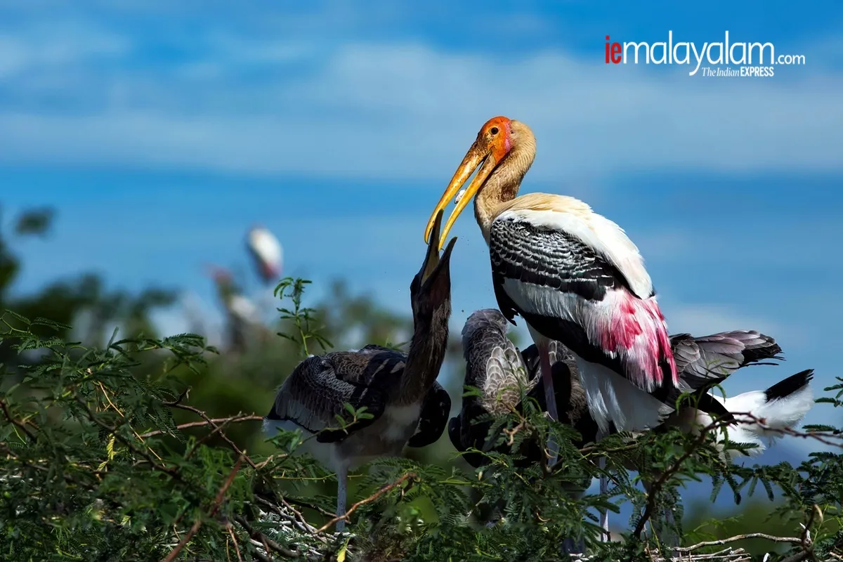 world photography day, wildlife photography, nature photography, kerala wildlife photographs, rare wildlife photographs, rare wildlife photographs kerala, kerala forest photos, kerala nature photos, maheen hassan wildlife photos, indian express malayalam, ie malyalam