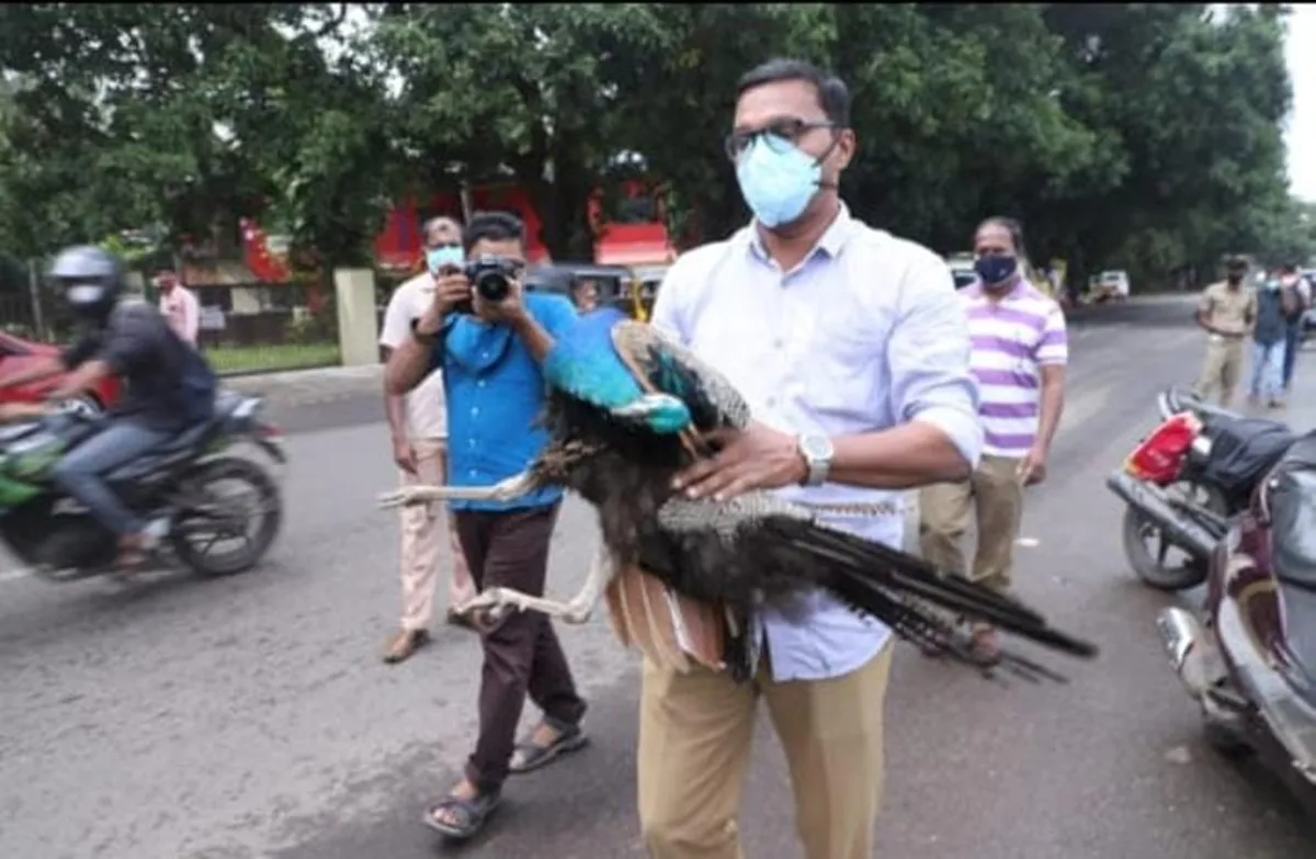 bike accident, bike accident death thrissur, peacock hits on bike death, Peacock hits young couple riding two wheeler,peacock hits on bike death thrissur, peacock hits on bike thrissur, indian express malayalam, ie malayalam