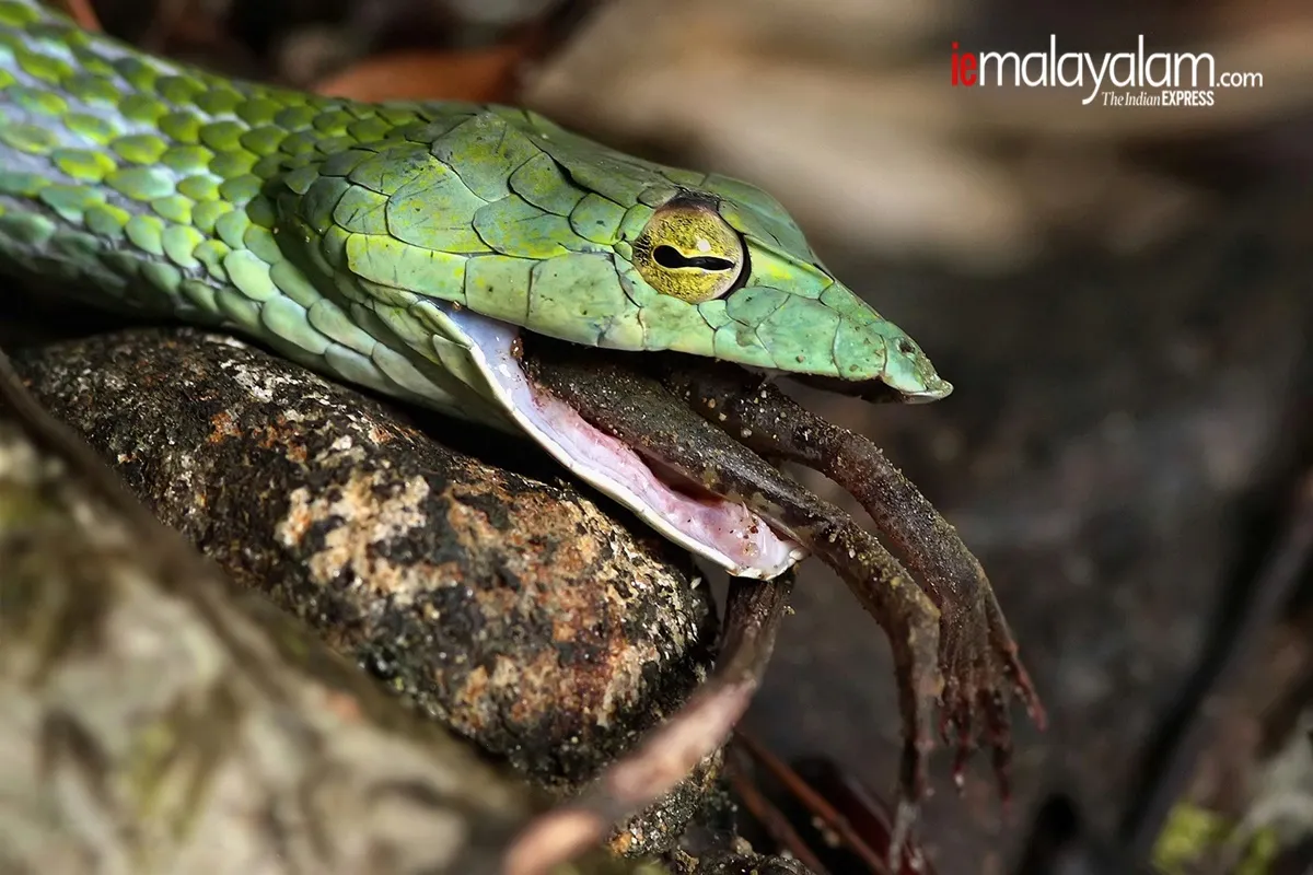 world photography day, wildlife photography, nature photography, kerala wildlife photographs, rare wildlife photographs, rare wildlife photographs kerala, kerala forest photos, kerala nature photos, maheen hassan wildlife photos, indian express malayalam, ie malyalam