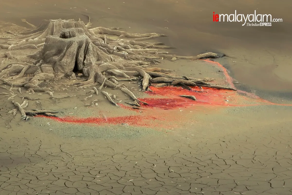 world photography day, wildlife photography, nature photography, kerala wildlife photographs, rare wildlife photographs, rare wildlife photographs kerala, kerala forest photos, kerala nature photos, maheen hassan wildlife photos, indian express malayalam, ie malyalam