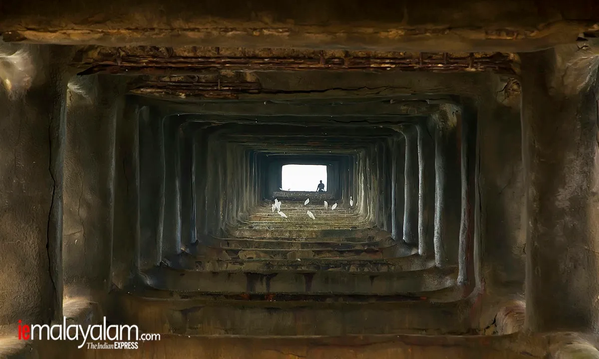 world photography day, wildlife photography, nature photography, kerala wildlife photographs, rare wildlife photographs, rare wildlife photographs kerala, kerala forest photos, kerala nature photos, maheen hassan wildlife photos, indian express malayalam, ie malyalam