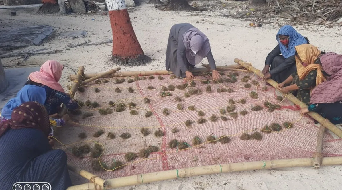 Lakshadweep, Lakshadweep starts seaweed farming, Lakshadweep launches seaweed farming, Large-scale seaweed farming Lakshadweep, CMFRI, Central Marine Fisheries Research Institute, Edulis seaweed Lakshadweep, Lakshadweep administrator Praful Khoda Patel, Indian Express Malayalam, ie malayalam