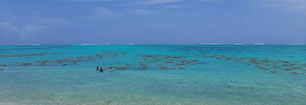 Lakshadweep, Lakshadweep starts seaweed farming, Lakshadweep launches seaweed farming, Large-scale seaweed farming Lakshadweep, CMFRI, Central Marine Fisheries Research Institute, Edulis seaweed Lakshadweep, Lakshadweep administrator Praful Khoda Patel, Indian Express Malayalam, ie malayalam