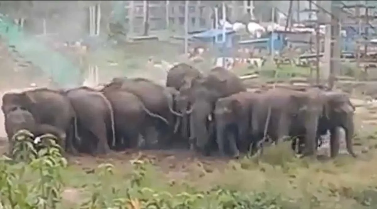 elaphants, palakkad iit, ആനകൾ, ഐഐടി, പാലക്കാട് ഐഐടി