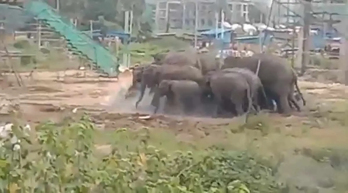 elaphants, palakkad iit, ആനകൾ, ഐഐടി, പാലക്കാട് ഐഐടി