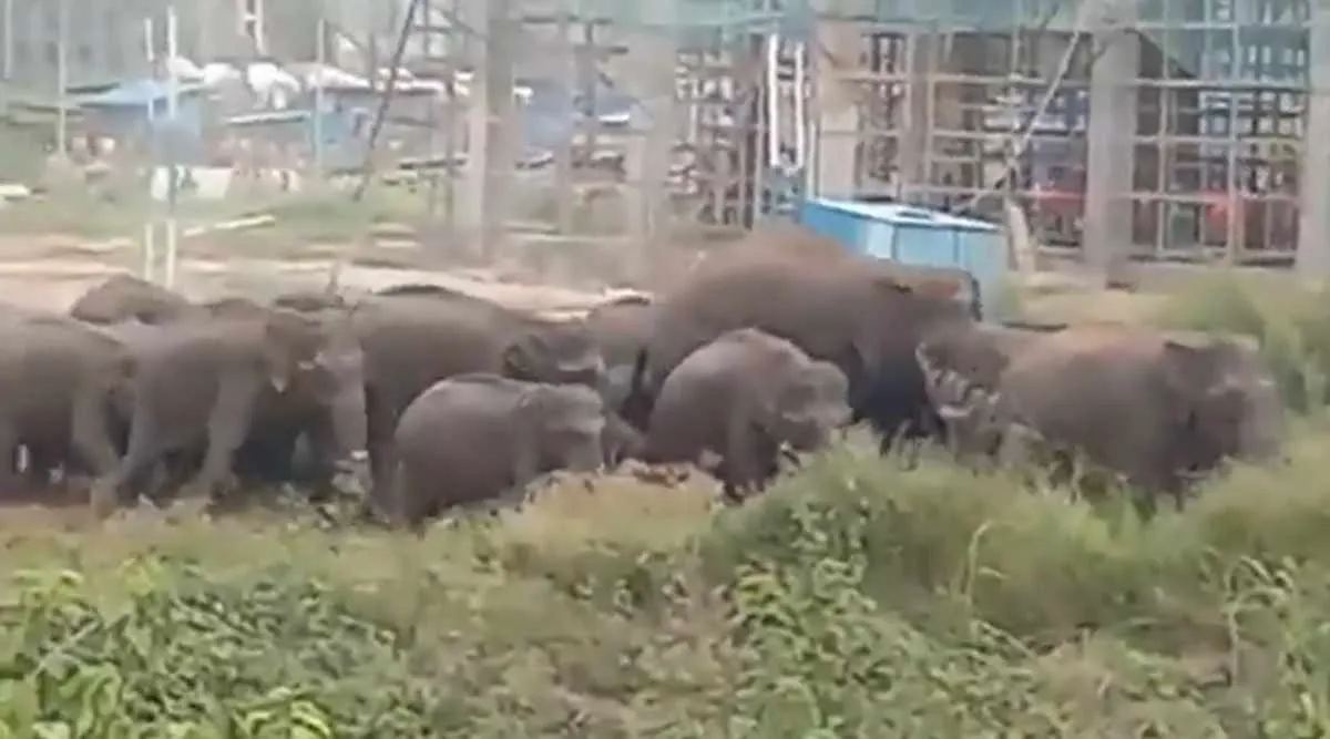 elaphants, palakkad iit, ആനകൾ, ഐഐടി, പാലക്കാട് ഐഐടി