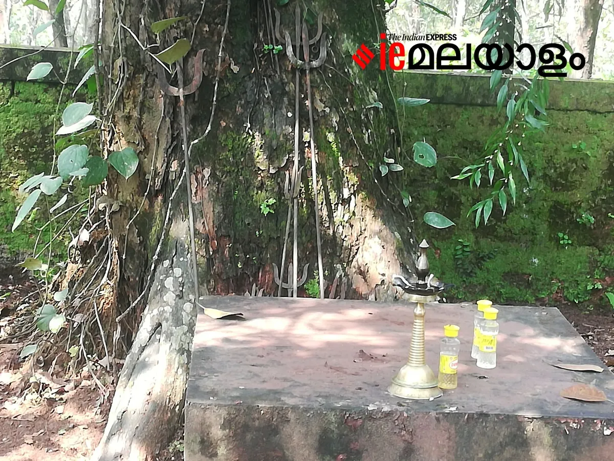 Theyyam, Kaliyattam, Perunkaliyattam,Theyyam Kannur, Theyyam Kasargod, Theyyam season, Theyyam Thulappath, Theyyam Covid19, Kathivanoor Veeran Theyyam, Chamundi Theyyam, Bhagavati Theyyam, Muthappan Theyyam, kerala news, news in malayam, latest news, malayalam news, indian express malayalam, ie malayalam