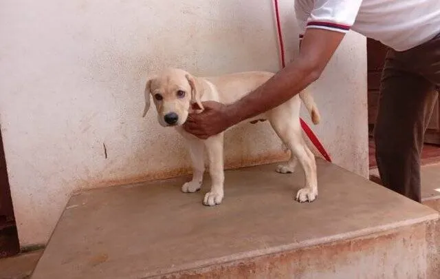 777 Charlie, Mangalore police dog Charlie, Rakshit Shetty