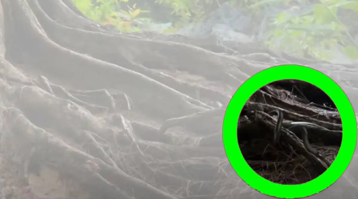 Optical illusion, Spot the snake 10 second challenge, Opt