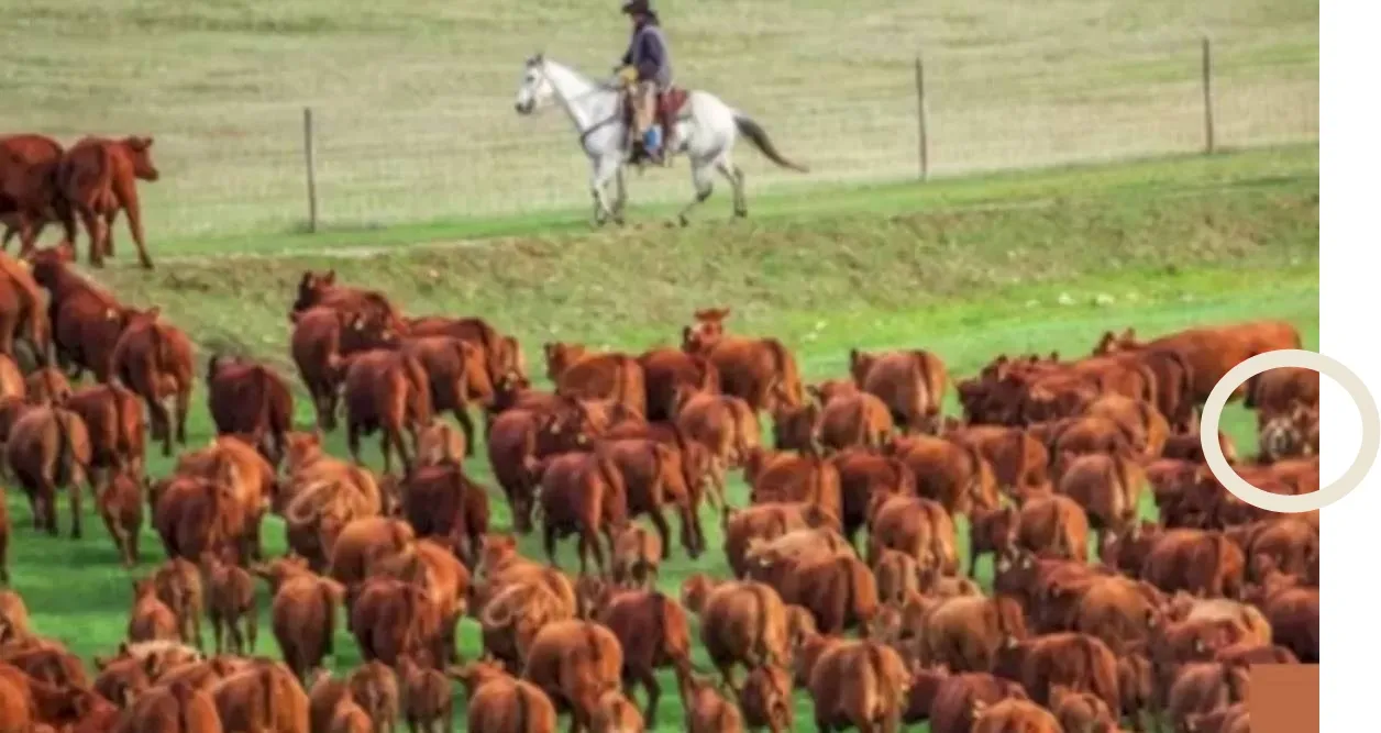 Optical illusion, Test your IQ, Spot the hidden bear