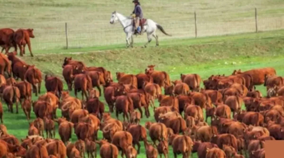 Optical illusion, Test your IQ, Spot the hidden bear