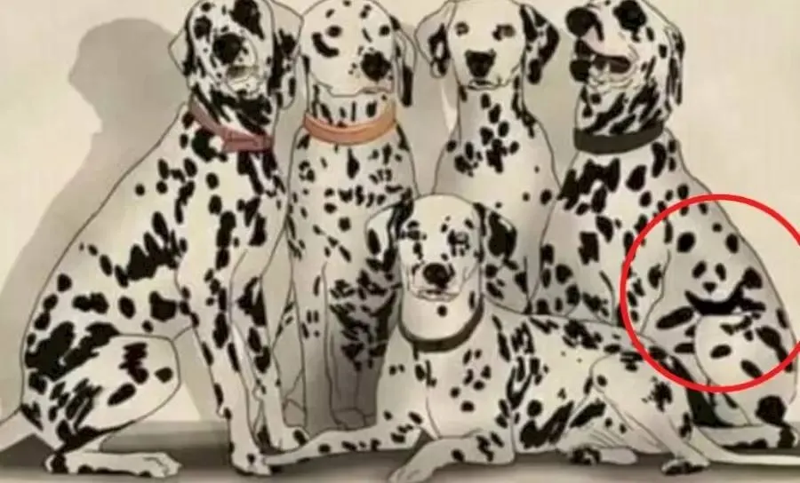 Optical illusion, Spot the Panda, Optical illusion viral picture