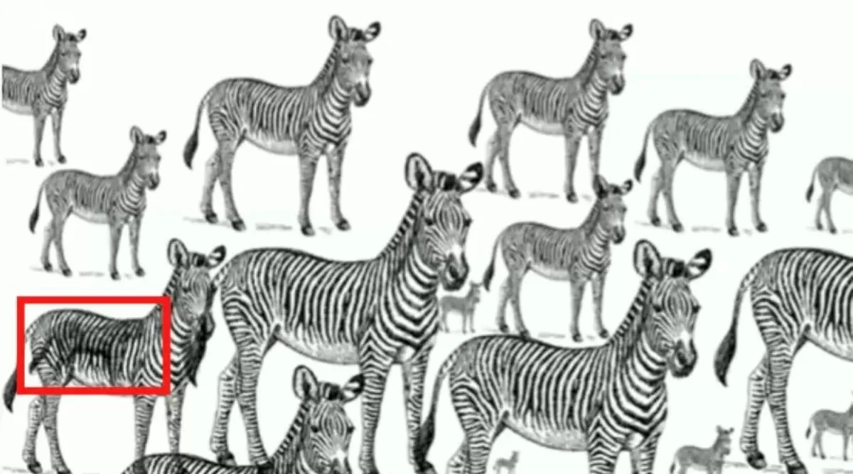 Optical Illusion Pictures, Spot lion among zebras, Optical Illusion Viral Picture