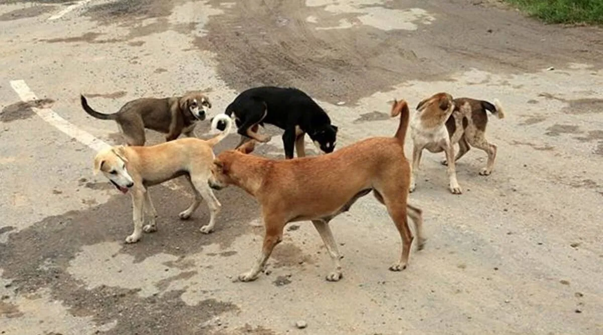 Stray dogs| Rabies death| dog bite