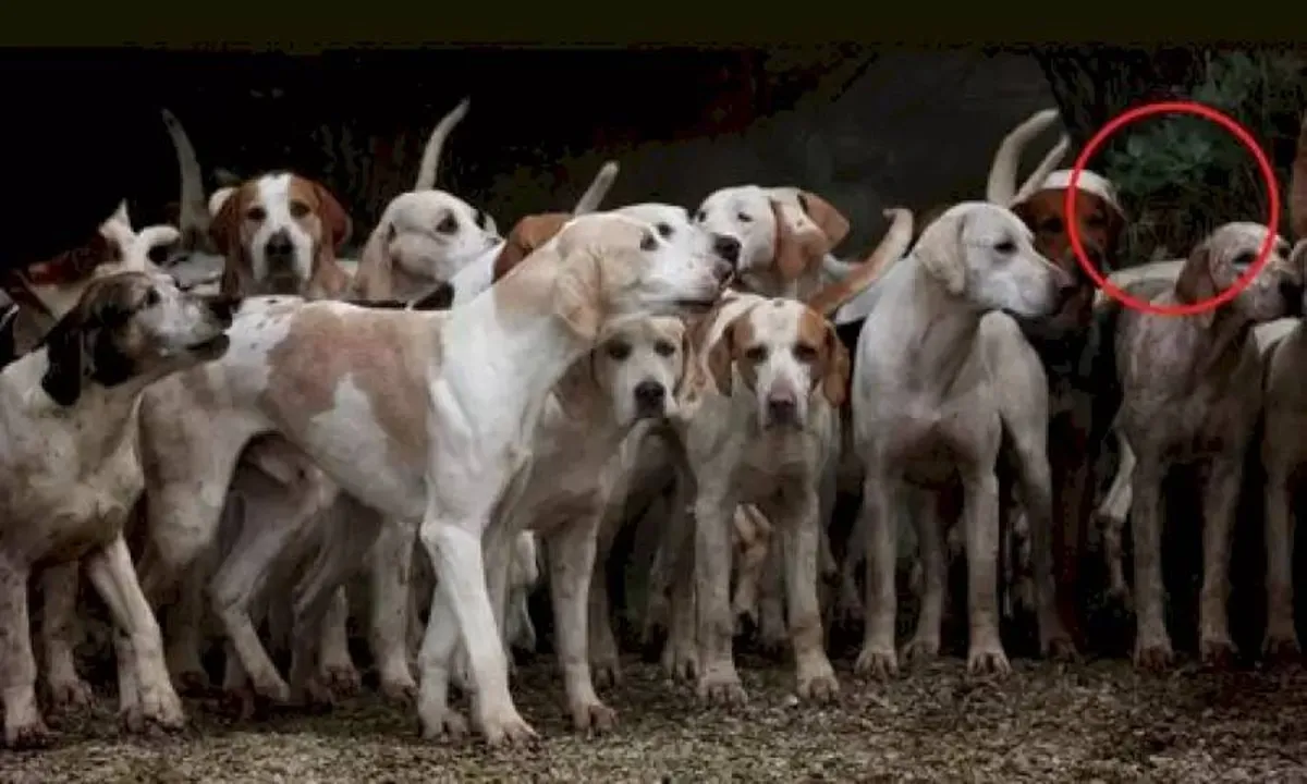 optical illusion pictures, tiger among dogs, optical illusion viral