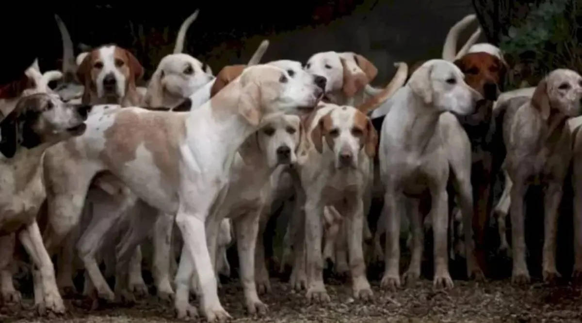 optical illusion pictures, tiger among dogs, optical illusion viral