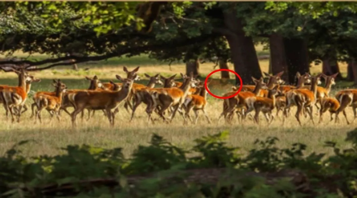 Optical illusion, Optical illusion viral, Optical illusion lion among deer