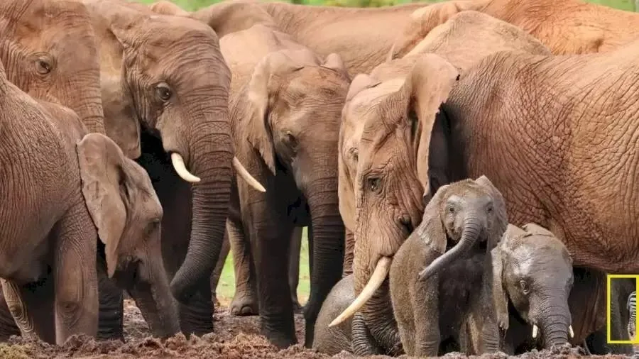 Optical illusion picture, Spot the hidden among elephants, ie malayalam