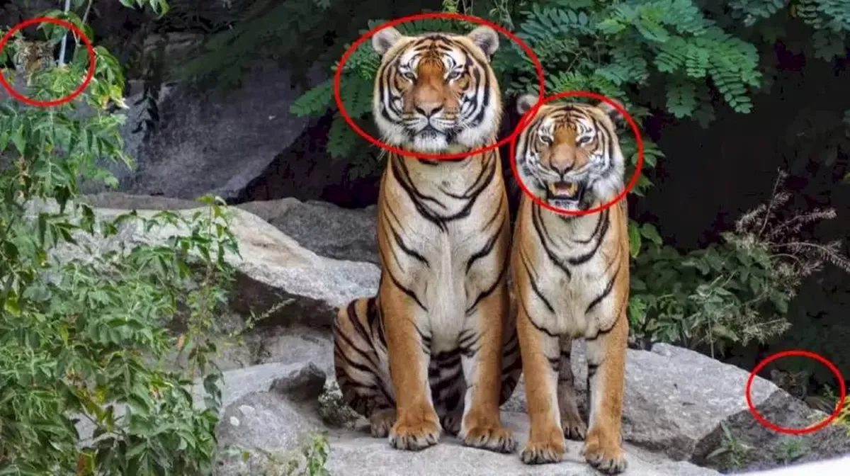 Optical illusion, Spot the hidden tigers, Optical Illusion Animal Picture, Optical illusion today task