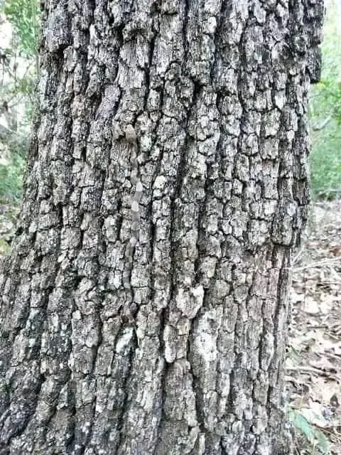 Optical illusion, spot the hidden snake, optical illusion hidden snake, ie malayalam
