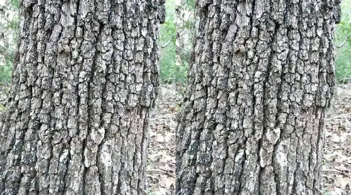 Optical illusion, spot the hidden snake, optical illusion hidden snake, ie malayalam