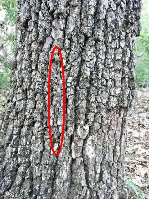 Optical illusion, spot the hidden snake, optical illusion hidden snake, ie malayalam