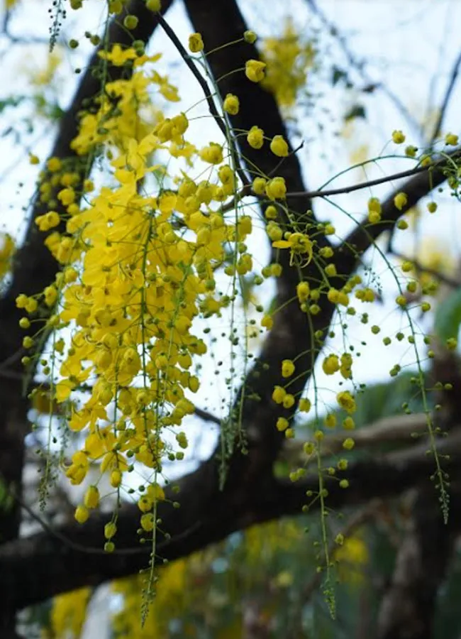 Vishu 2023, Malayalam New Year, ie malayalam
