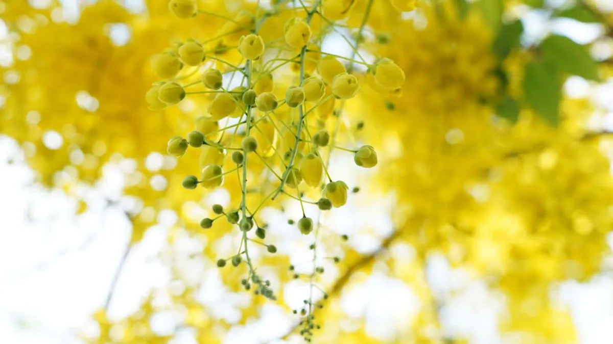 Vishu 2023, Malayalam New Year, ie malayalam