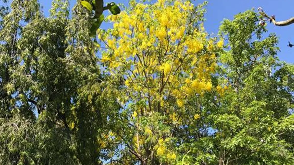 Vishu 2023, Malayalam New Year, ie malayalam