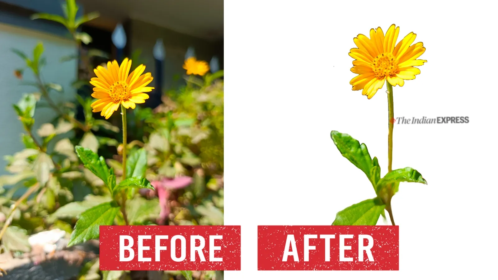 Adobe image background remover