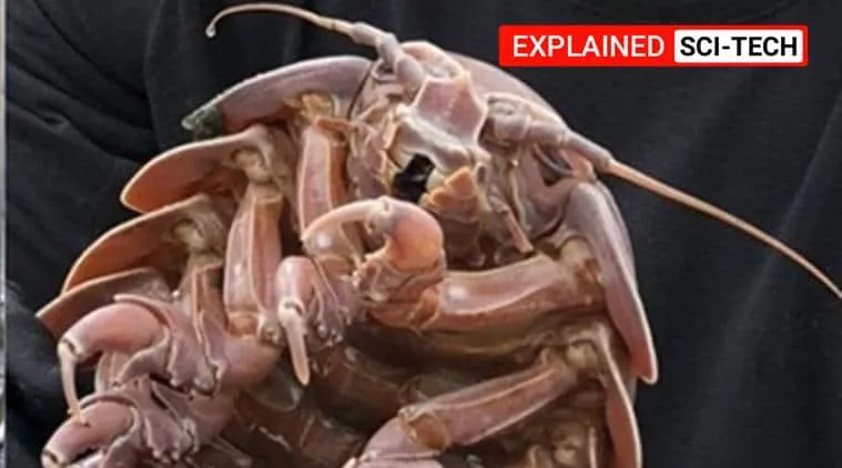 Explained | Raksasa cockroach from the deep: the stuff nightmares are made of