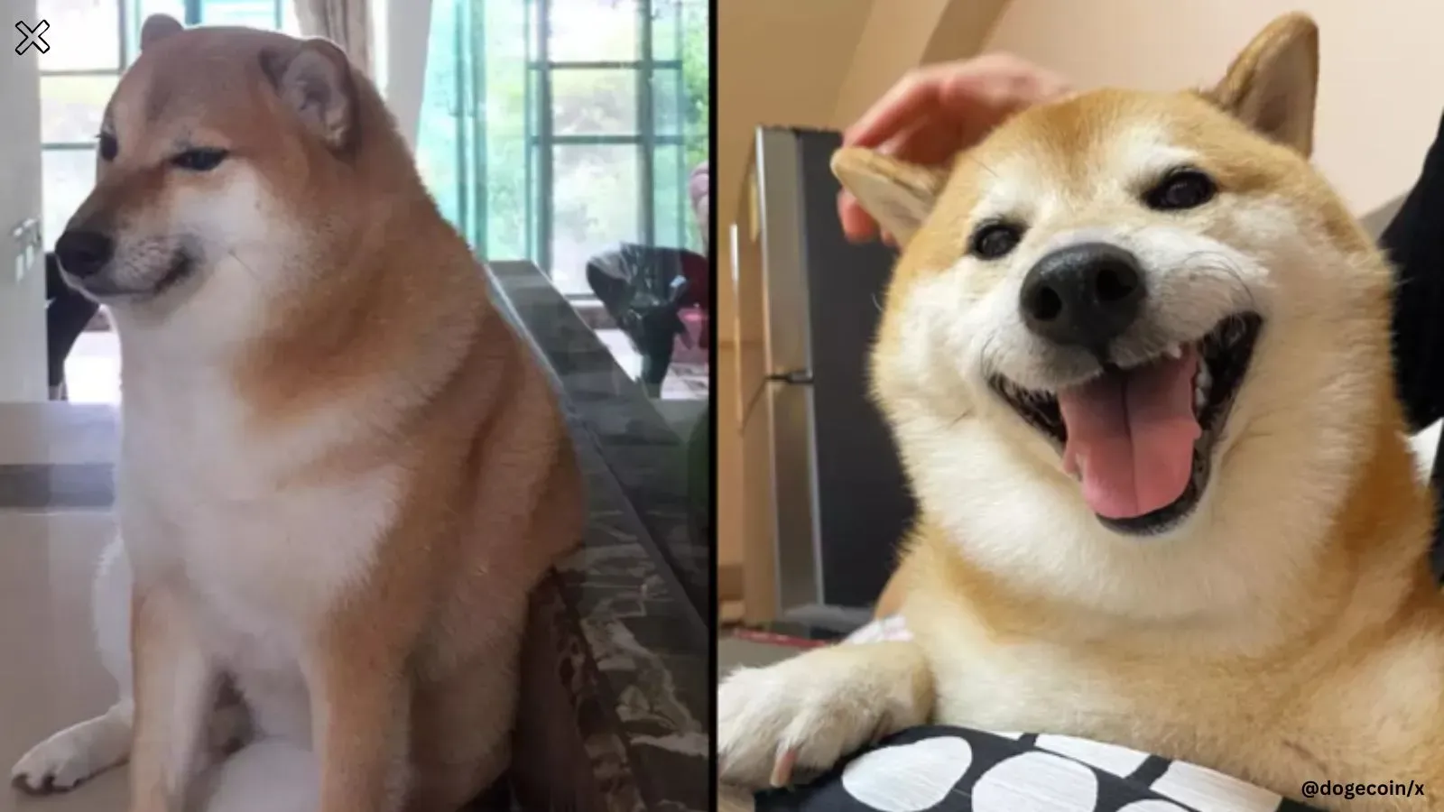 meme dog