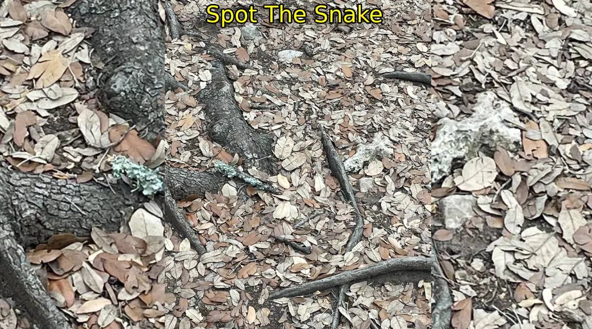 Snake A 