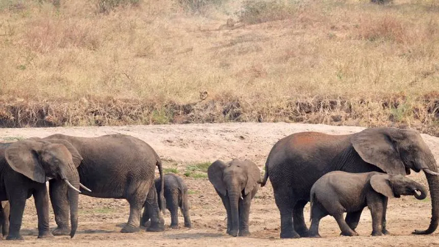 Lion and Elephant