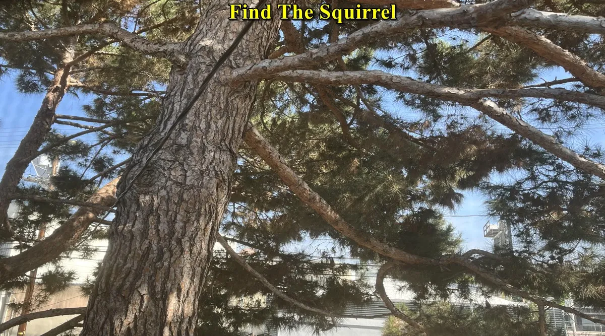 squirrel