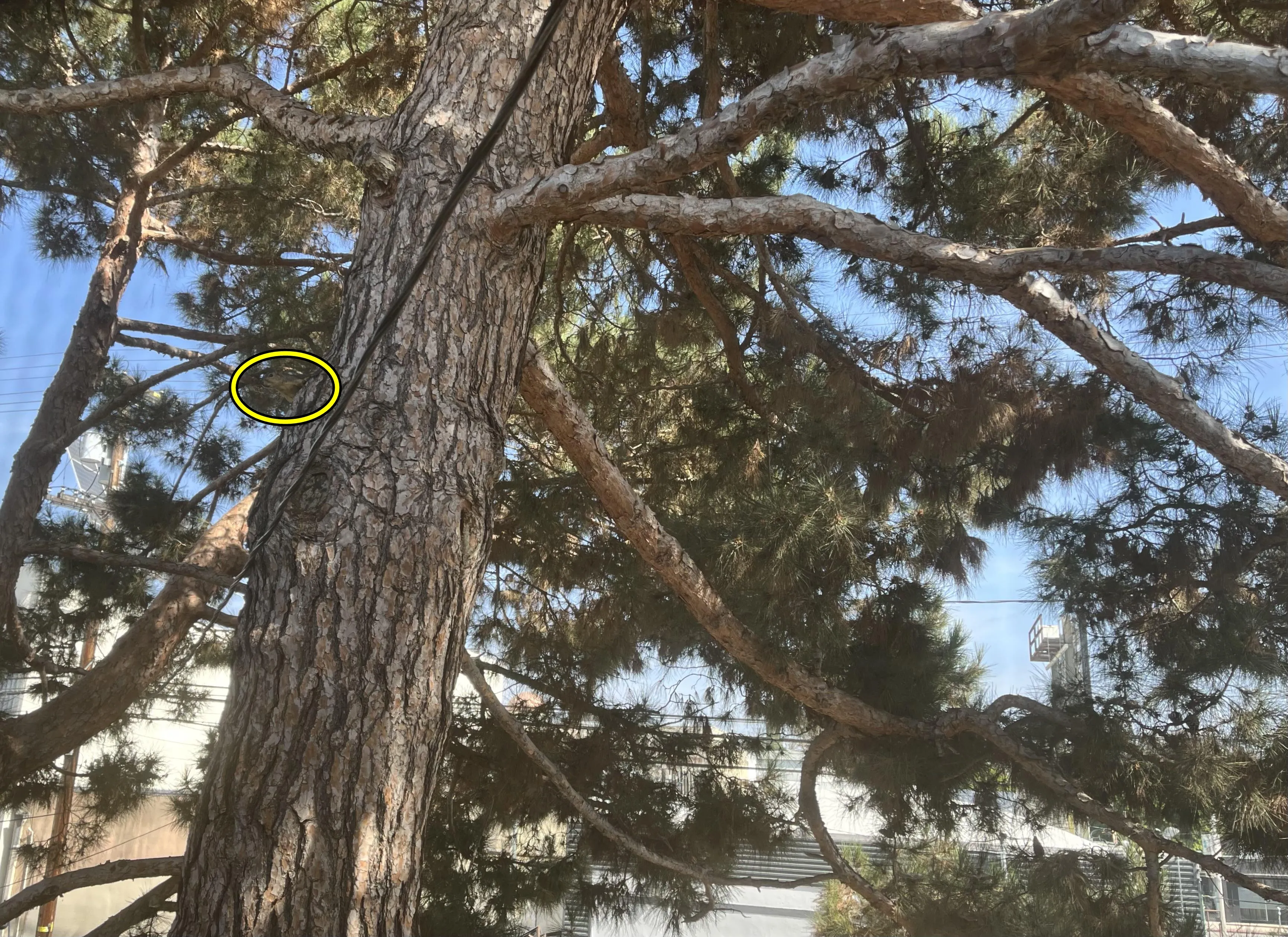 squirrel