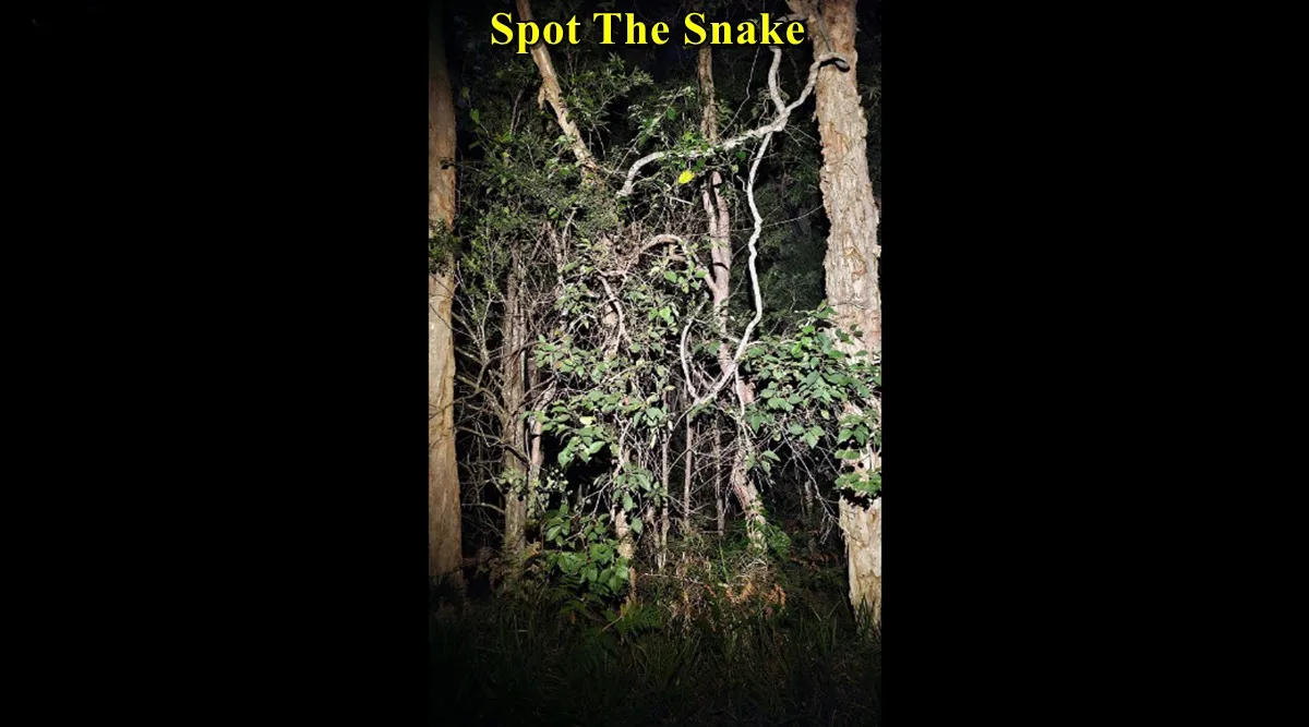 spot snake