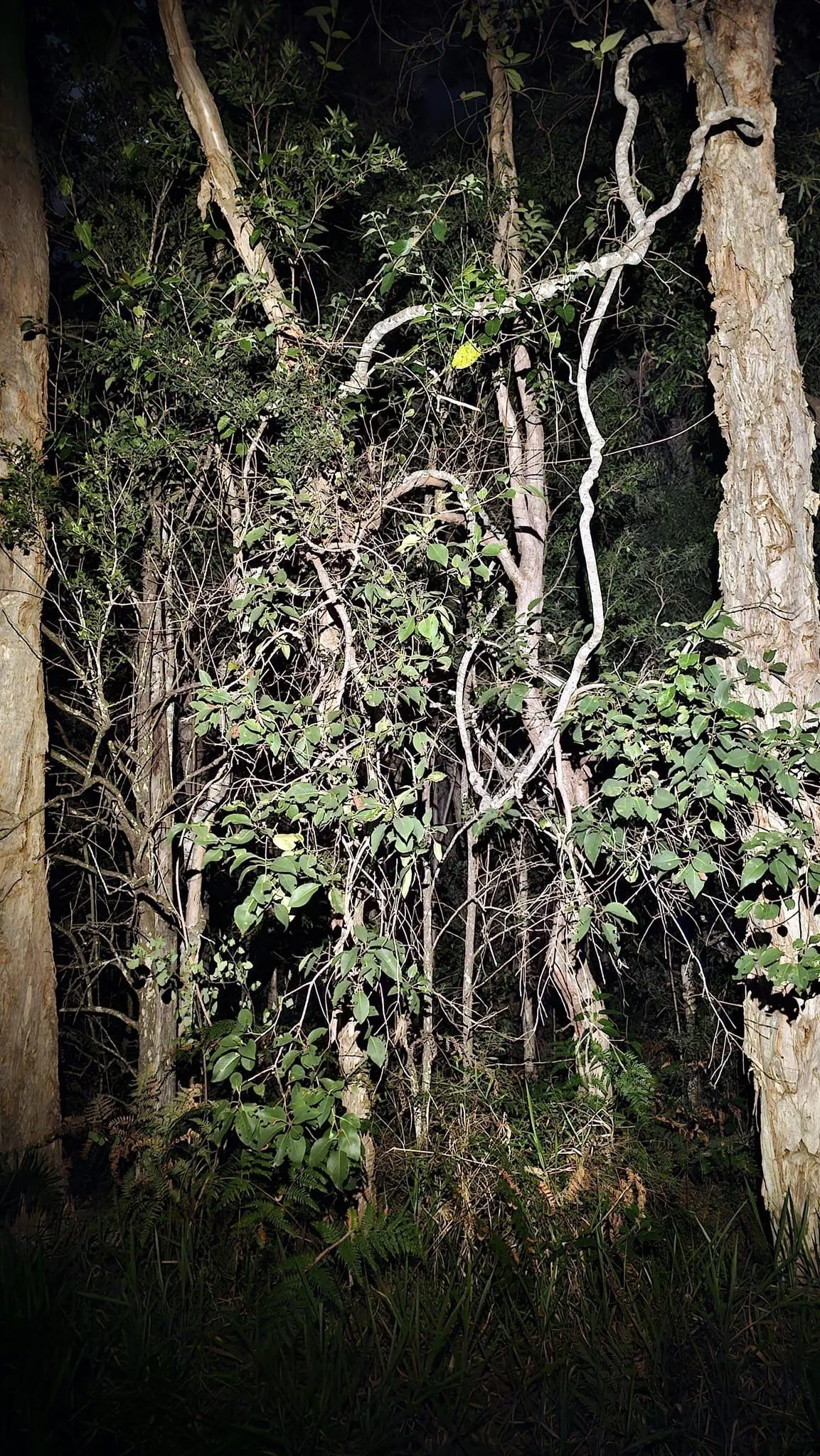spot snake