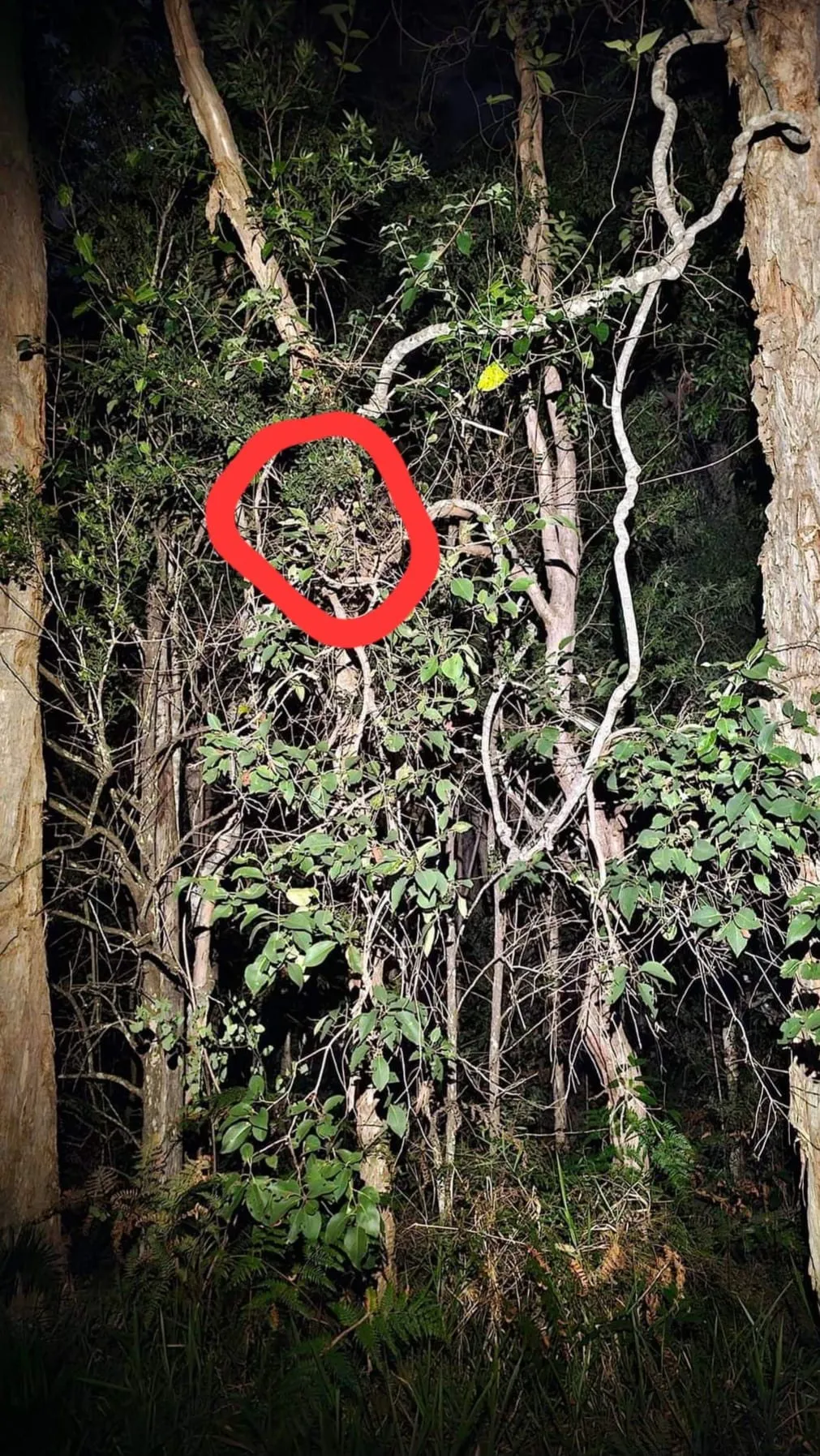 spot snake