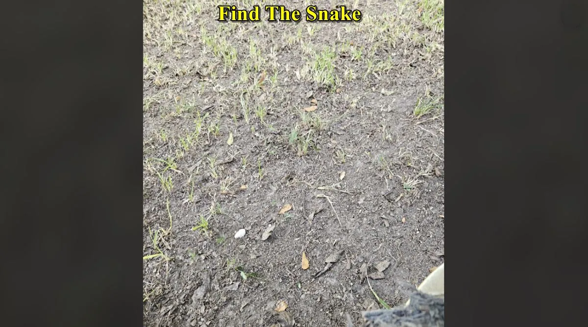 Find The Snake